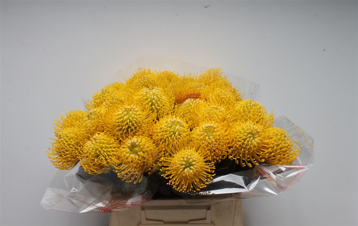 Leucospermum Ayoba Yellow 40cm