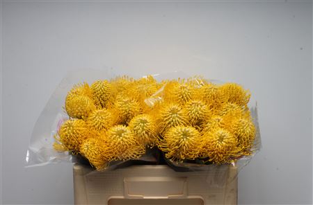 Leuco Ayoba Yellow 50cm