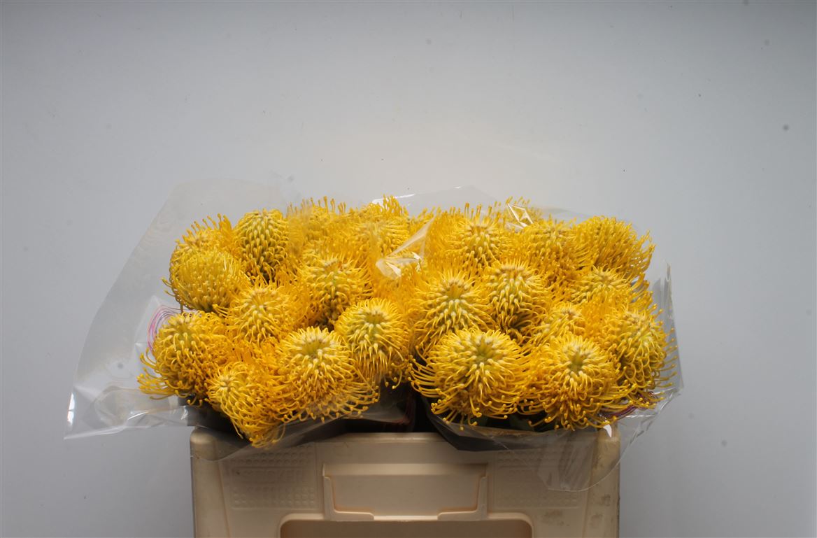 Leucospermum Ayoba Yellow 50cm