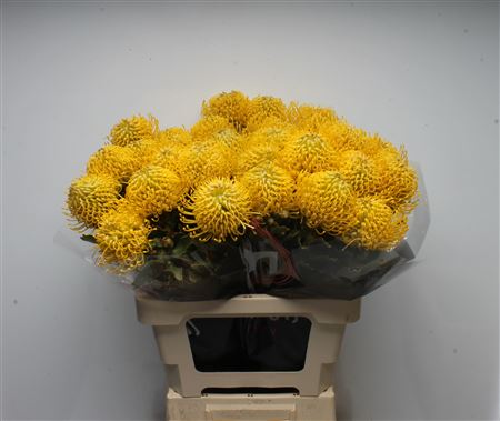 Leuco Ayoba Yellow 60cm