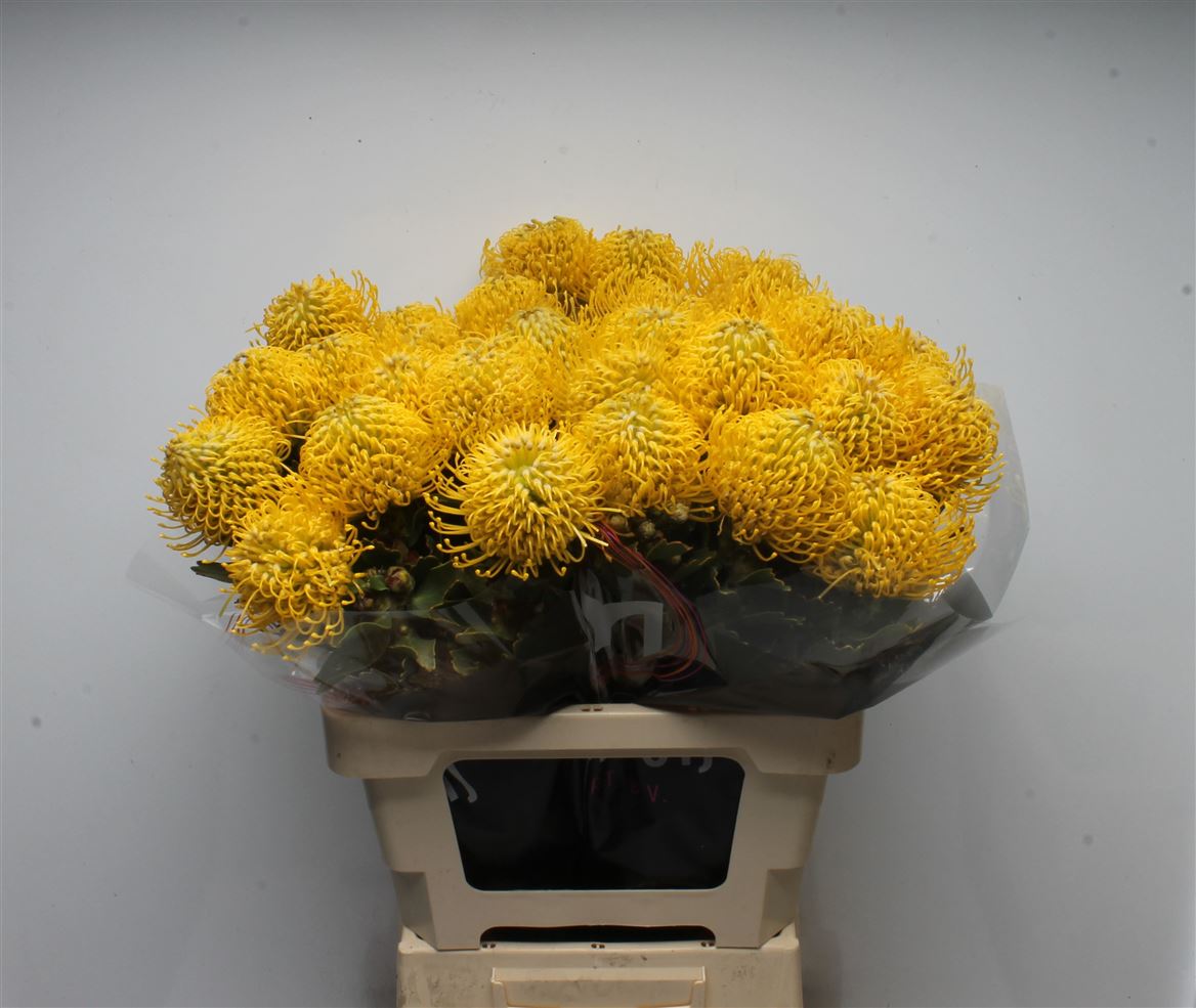 Leucospermum Ayoba Yellow 60cm