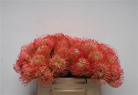Leuco Ayoba Pink 35cm