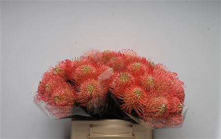 Leuco Ayoba Pink