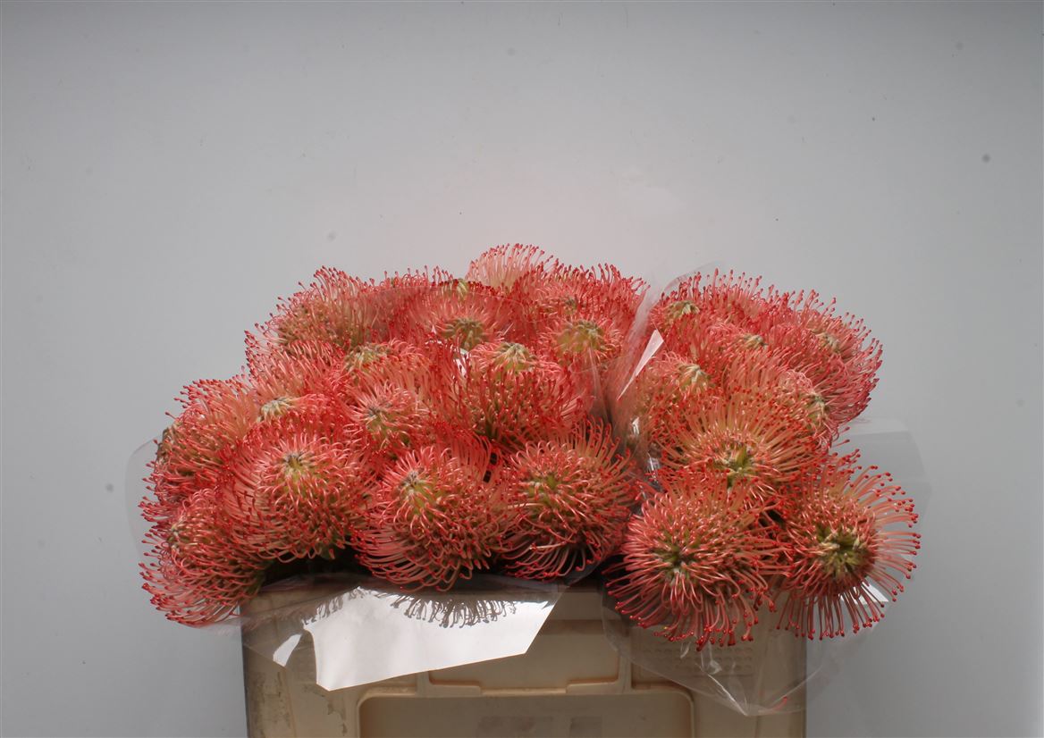 Leucospermum Ayoba Pink 50cm