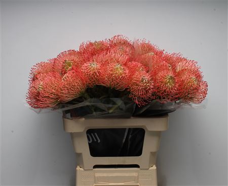 Leuco Ayoba Pink 60cm