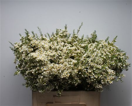 Chame Un Arbel 50cm 70gram