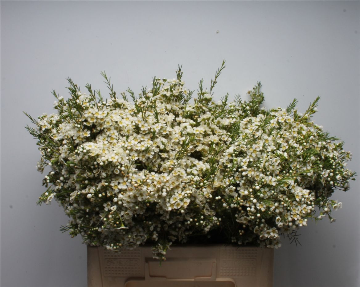 Chamelaucium Arbel 55cm 70gr.
