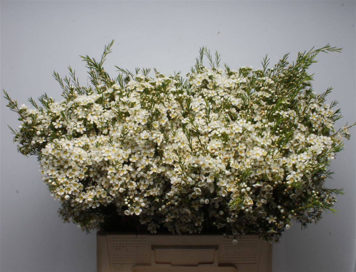Chamelaucium Arbel 60cm 80gr.