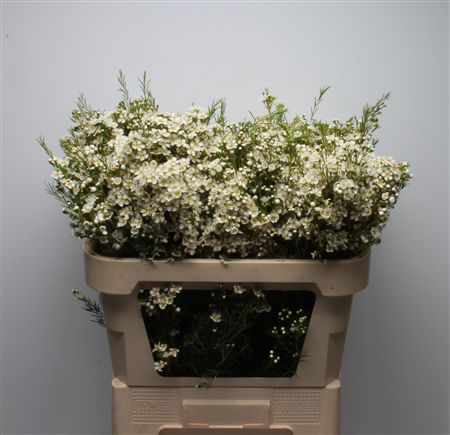Chame Un Arbel 70cm 96gram
