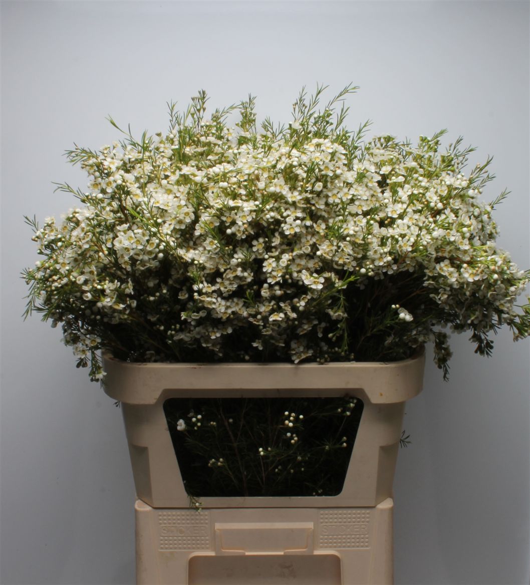 Chamelaucium Arbel 80cm 130gr.