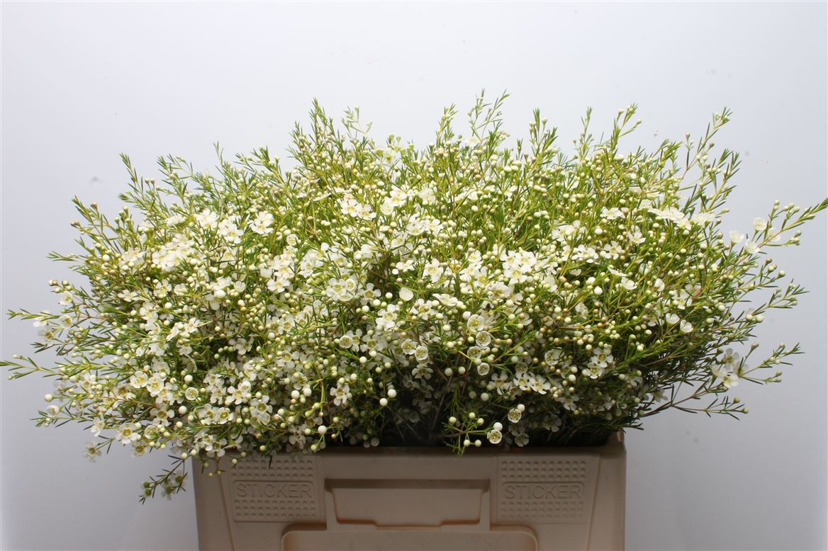 Chamelaucium Ofir 55cm 45gr.
