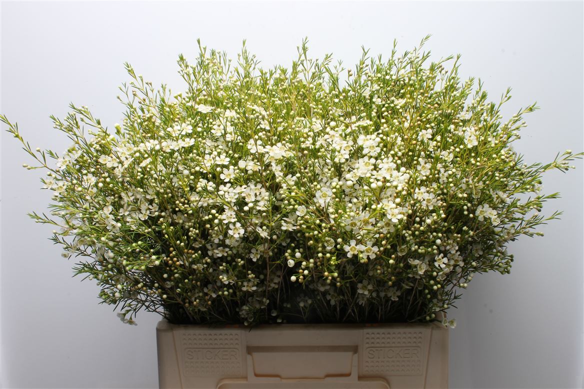 Chamelaucium Ofir 60cm 55gr.