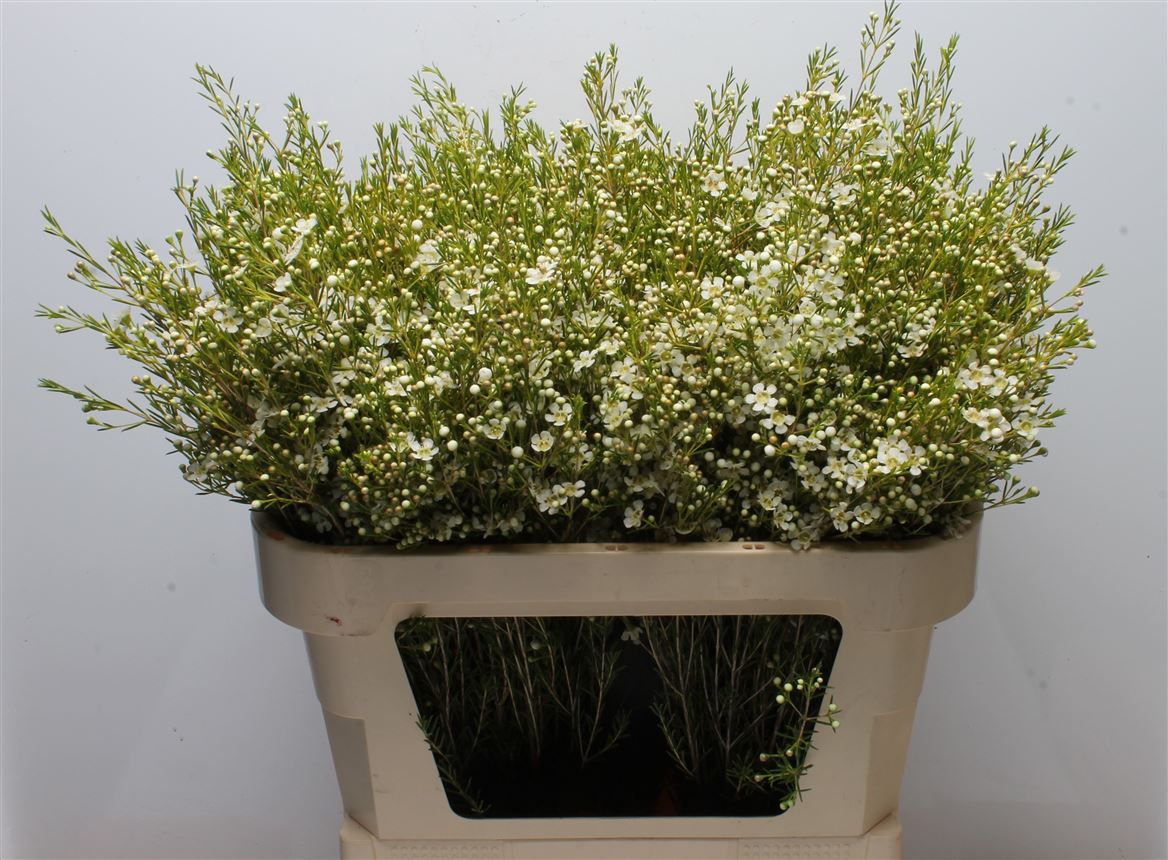 Chamelaucium Ofir 70cm 85gr.
