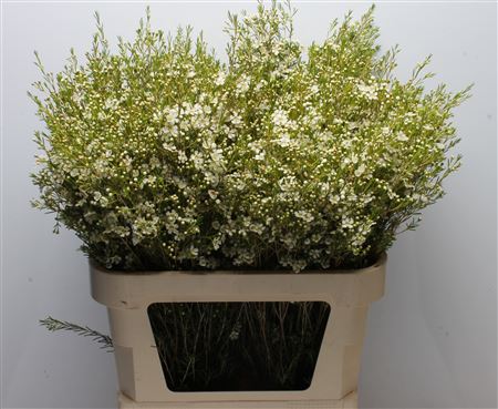Chamelaucium Ofir 80cm 96gram