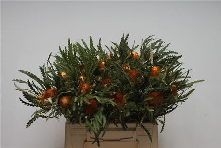 Dryandra Formosa