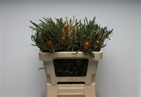 Dryandra Formosa