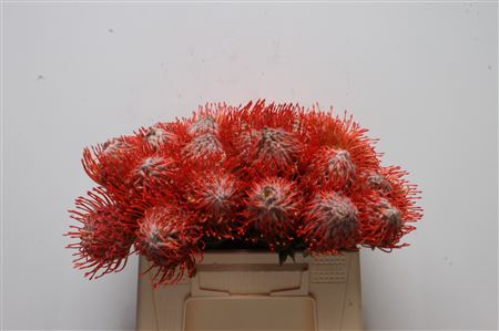Leuco Co Tango