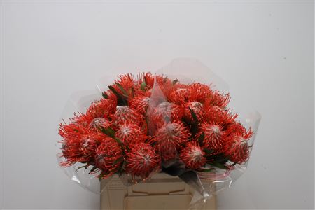 Leuco Co Tango