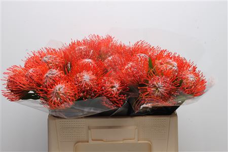 Leuco Co Tango