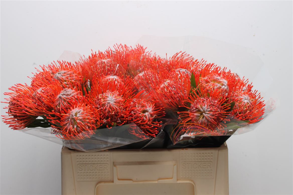 Leucospermum Tango 50cm