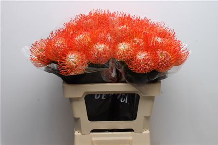 Leuco Co Tango