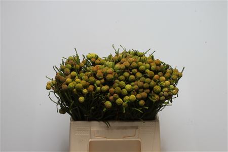Berzelia Galpinii Baubels Bunch 40cm