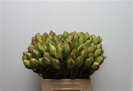 Leucadendron Discolor 40cm