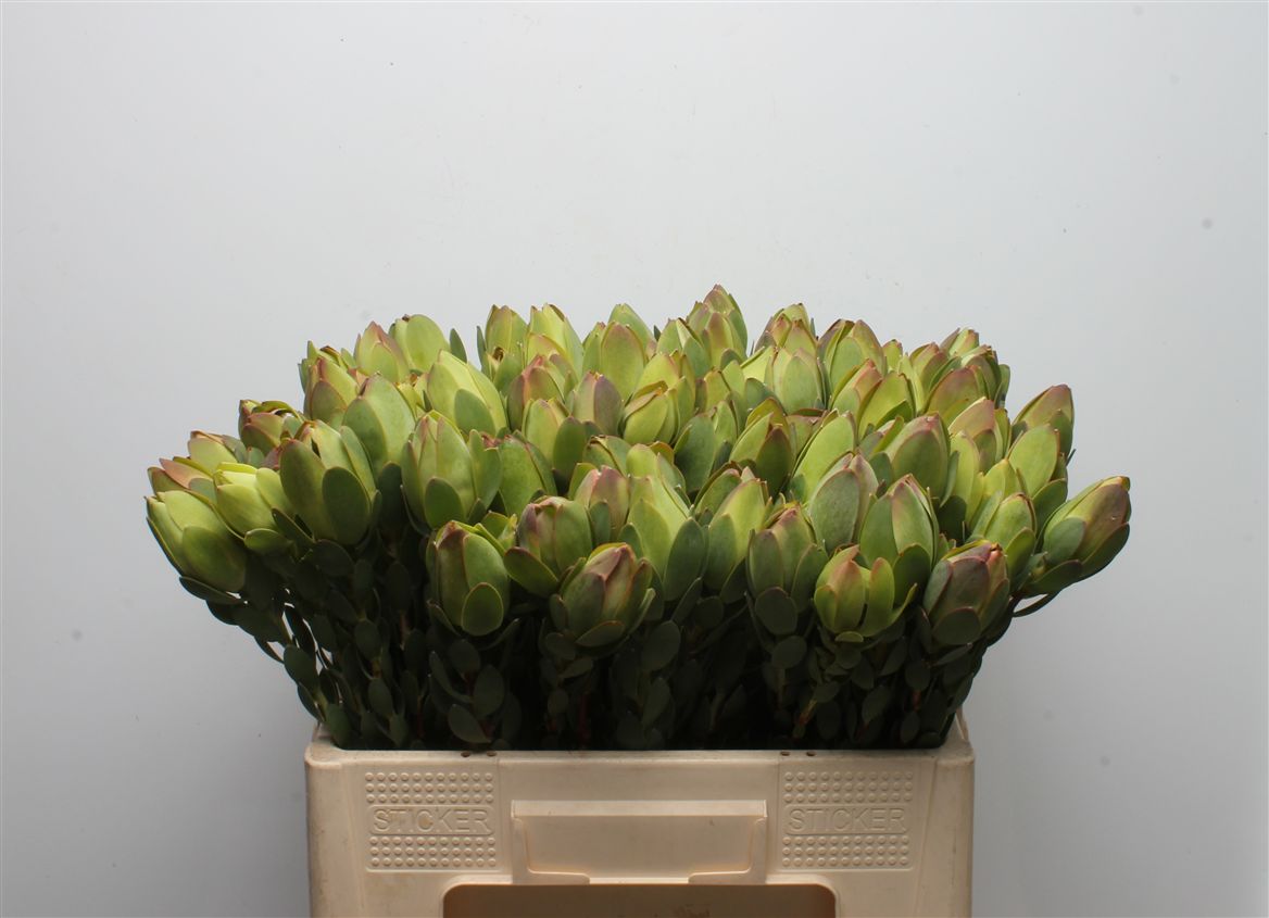 Leucadendron Discolor 50cm