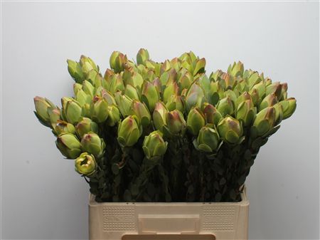 Leucadendron Discolor 60cm