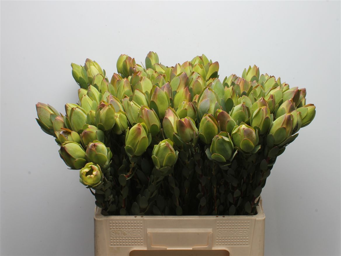 Leucadendron Discolor 60cm