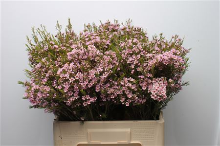 Chamelaucium Wendy Pink 50cm 36gram