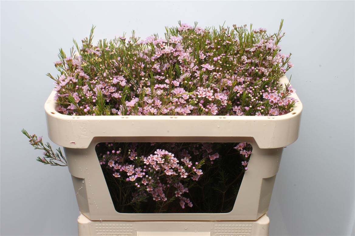 Chamelaucium Wendy Rose 70cm 50gr.