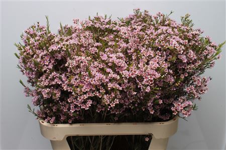 Chamelaucium Wendy Pink 80cm 72gram