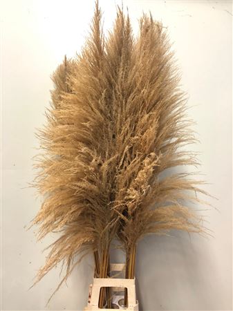 Cortaderia