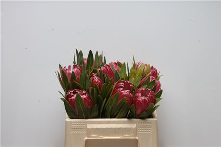 Protea Brenda 30cm
