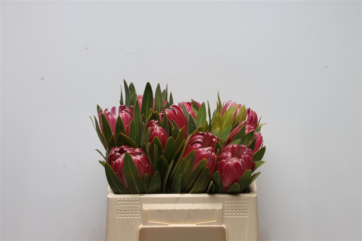 Protea Brenda 30cm