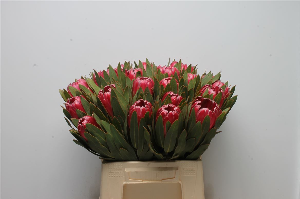 Protea Brenda 40cm