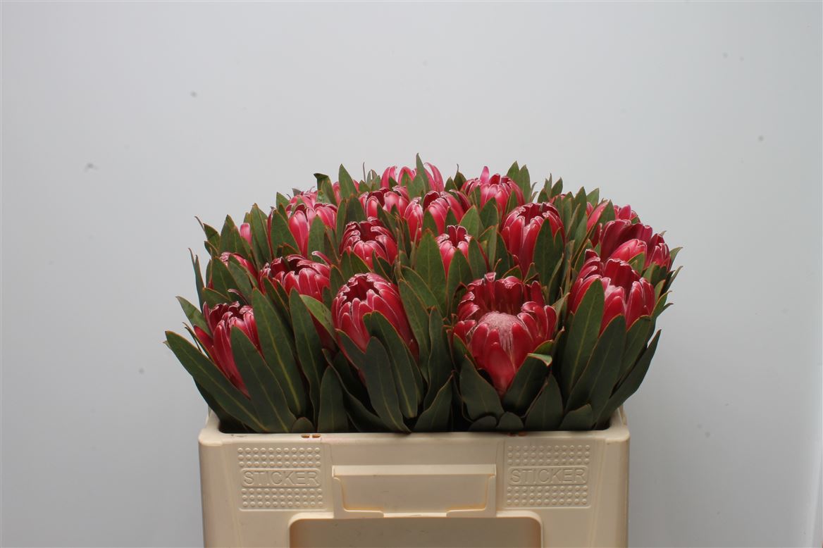 Protea Brenda 50cm
