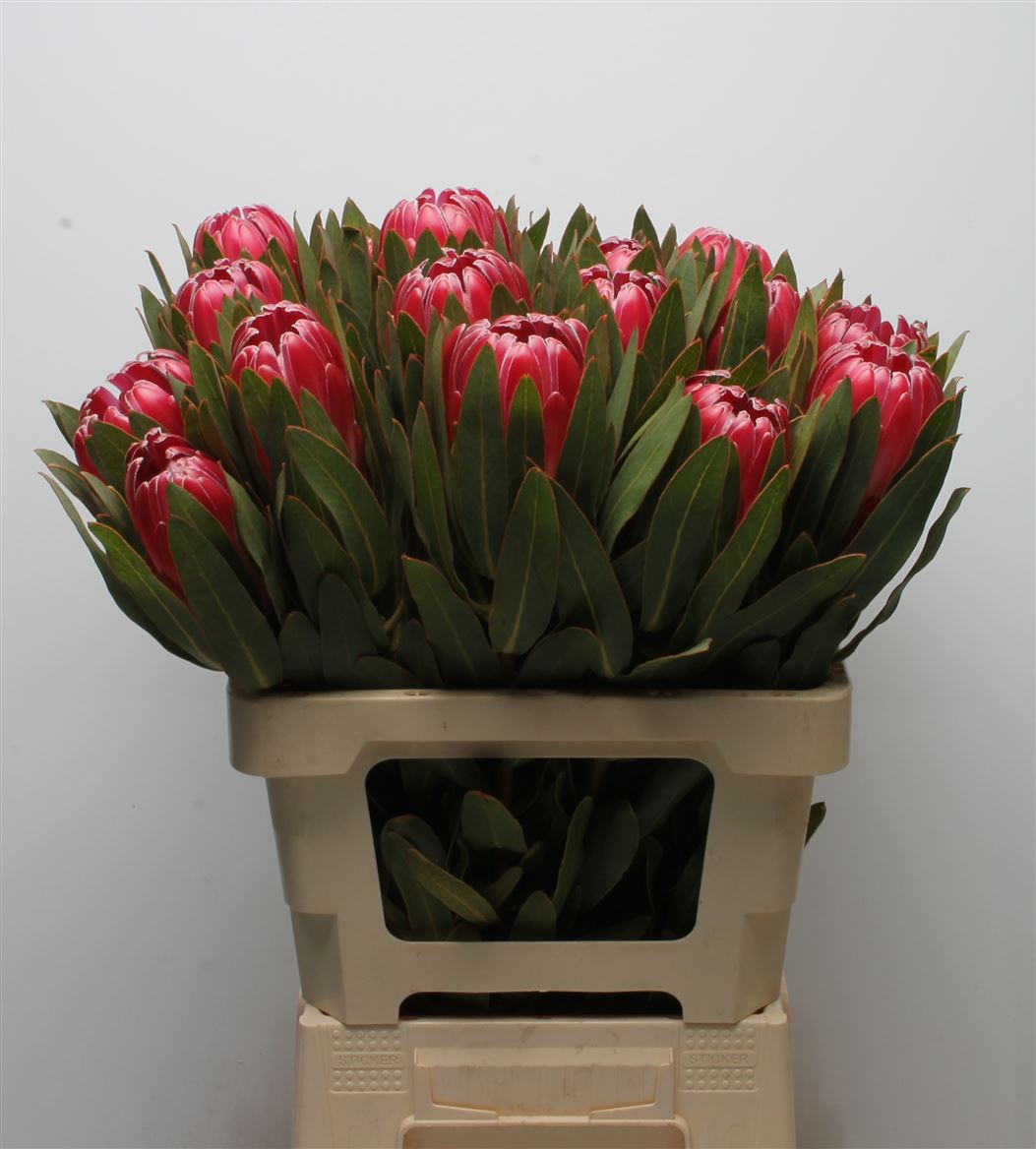 Protea Brenda 60cm
