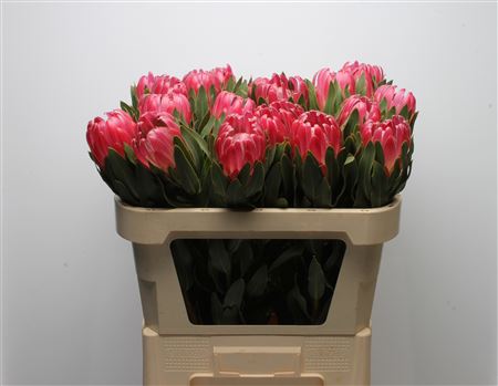 Protea Brenda 70cm