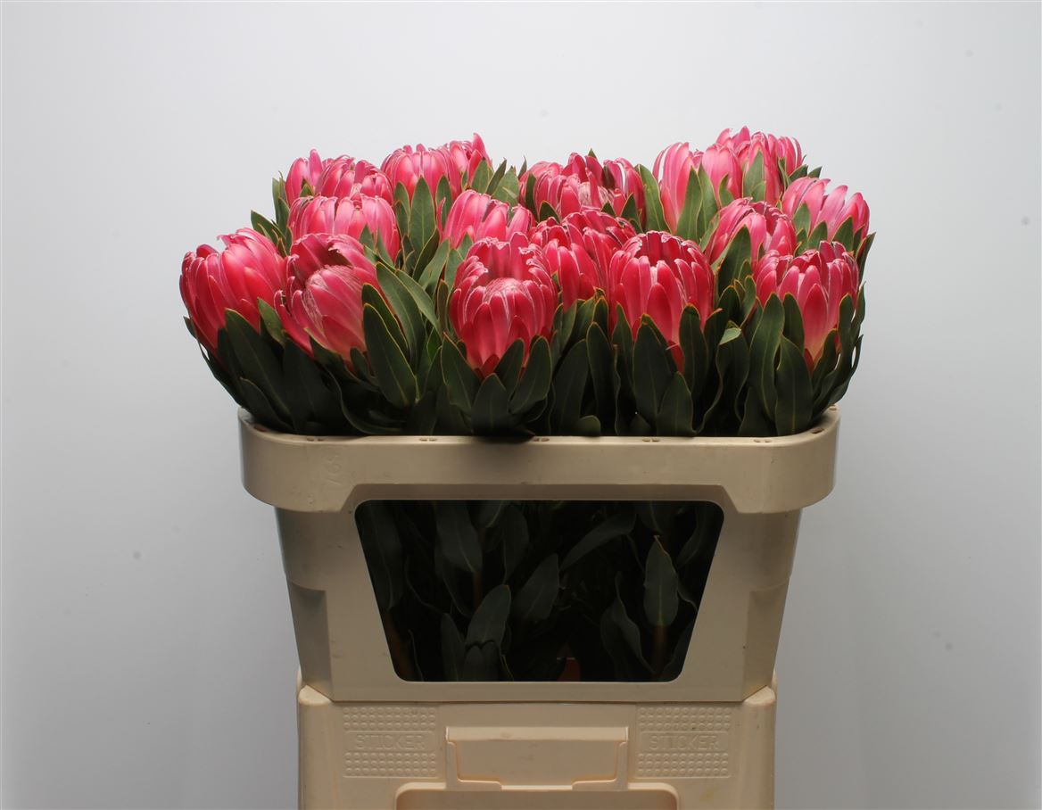 Protea Brenda 70cm