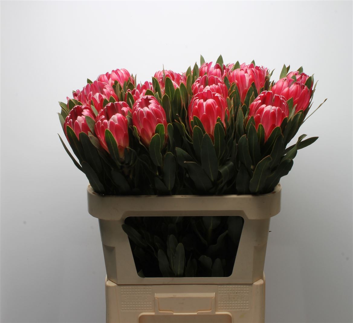 Protea Brenda 80cm