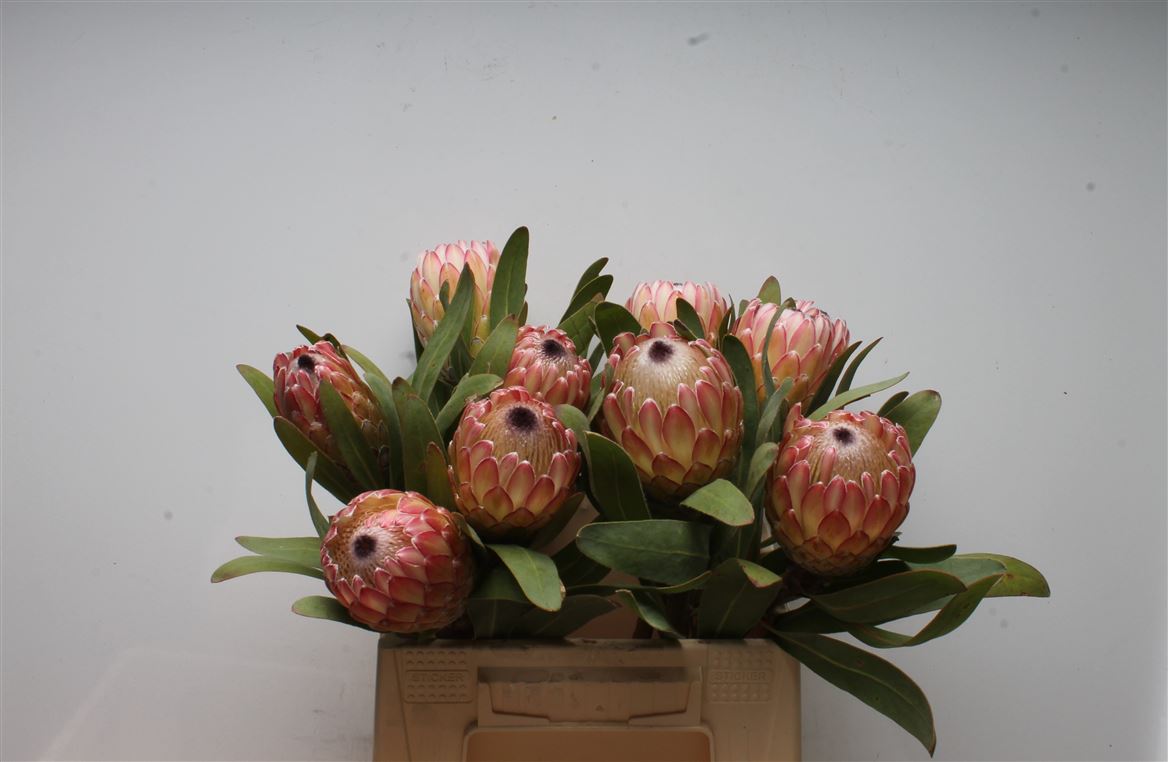 Protea Susara 40cm
