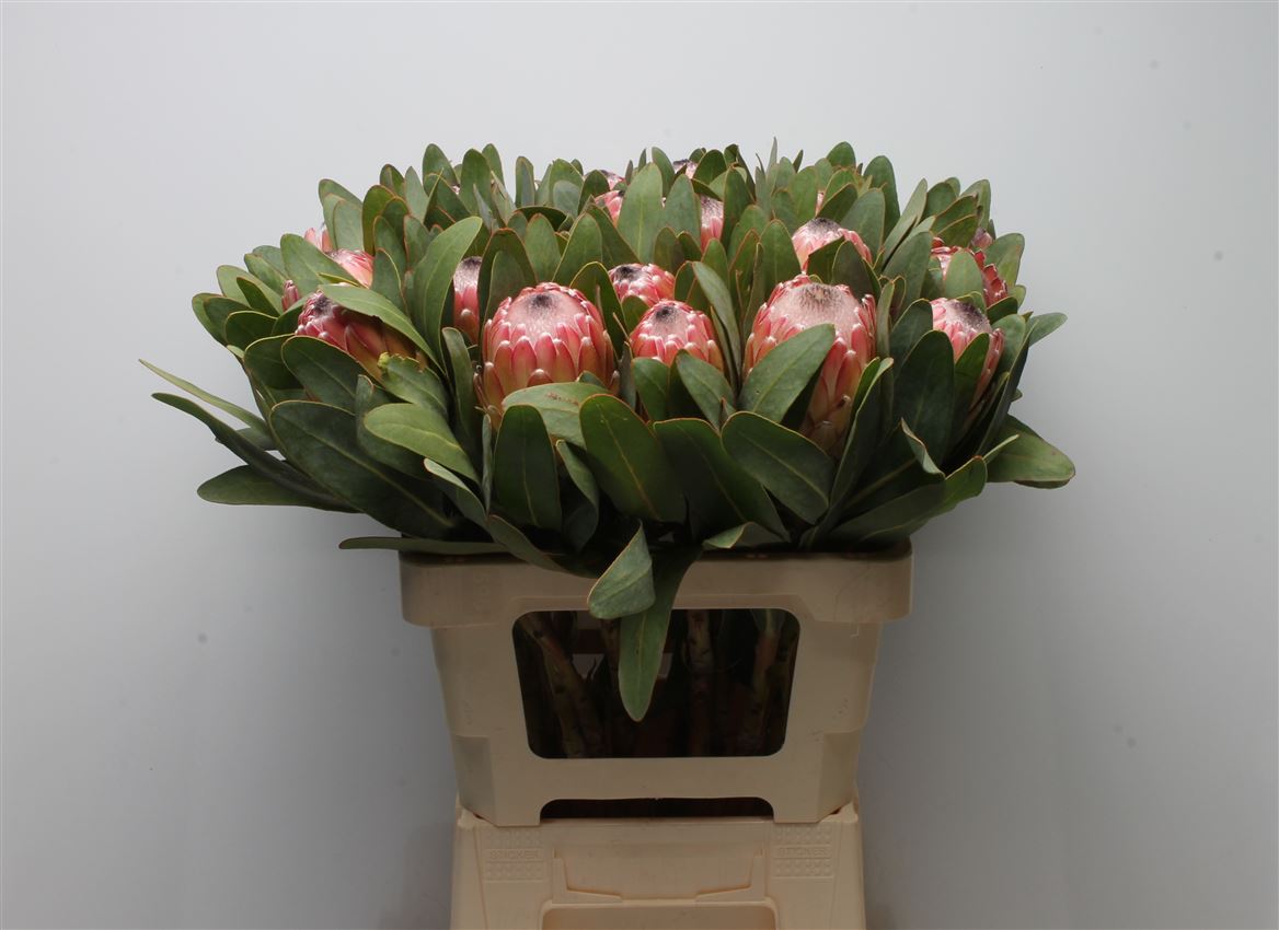 Protea Susara 60cm