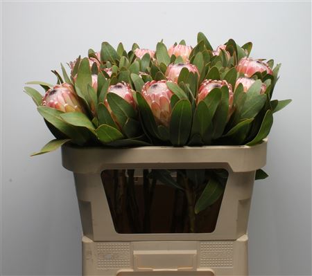 Protea Susara 70cm