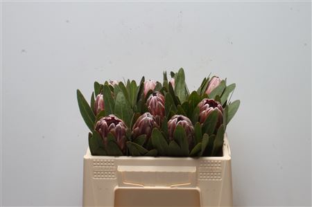 Protea Pink Ice