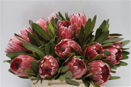 Protea Pink Ice 35cm