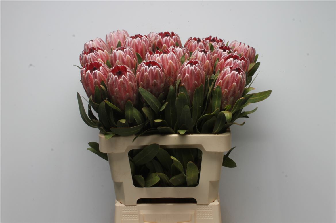 Protea Pink Ice 60cm