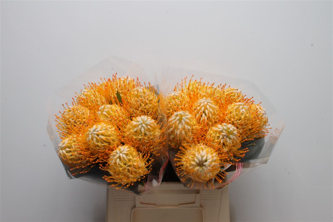Leucospermum Goldie 40cm