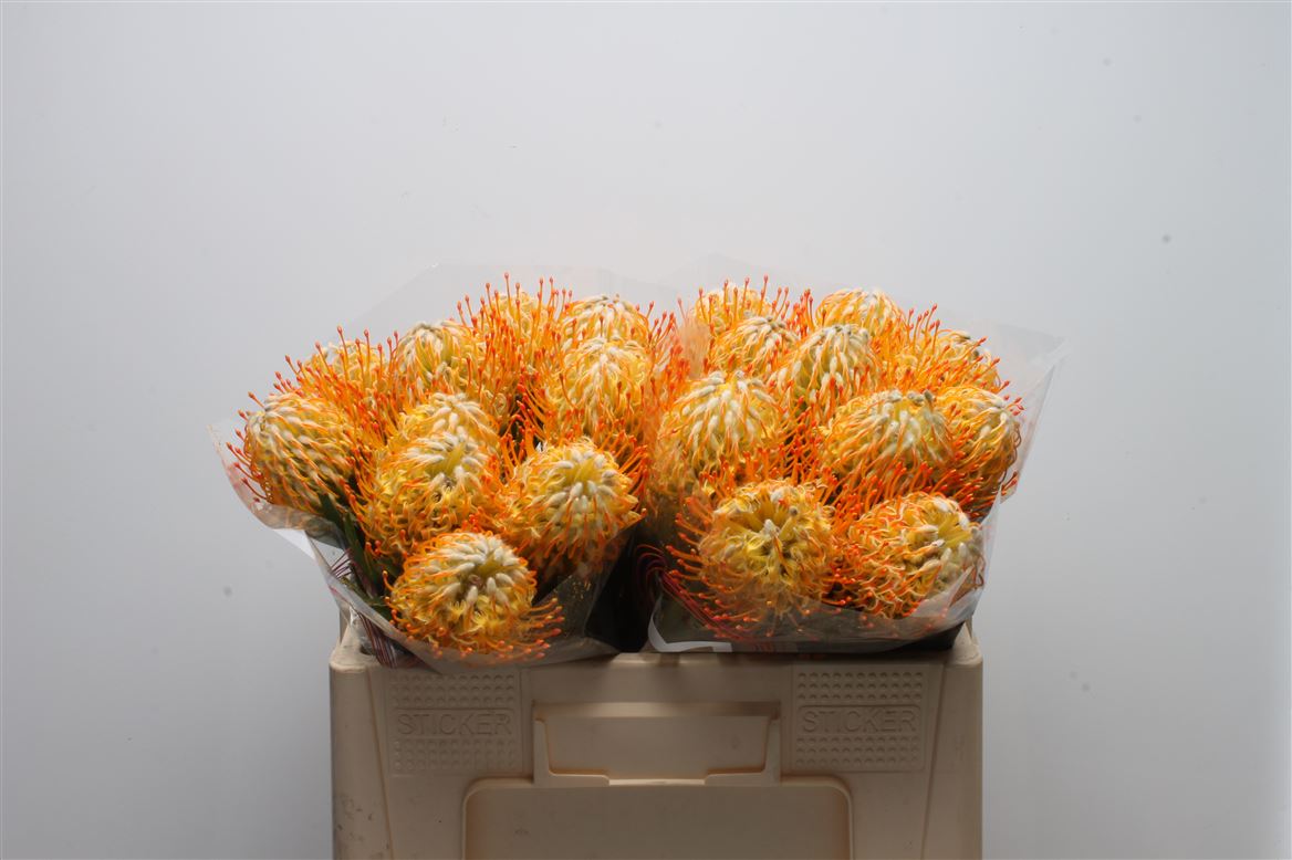 Leucospermum Goldie 50cm